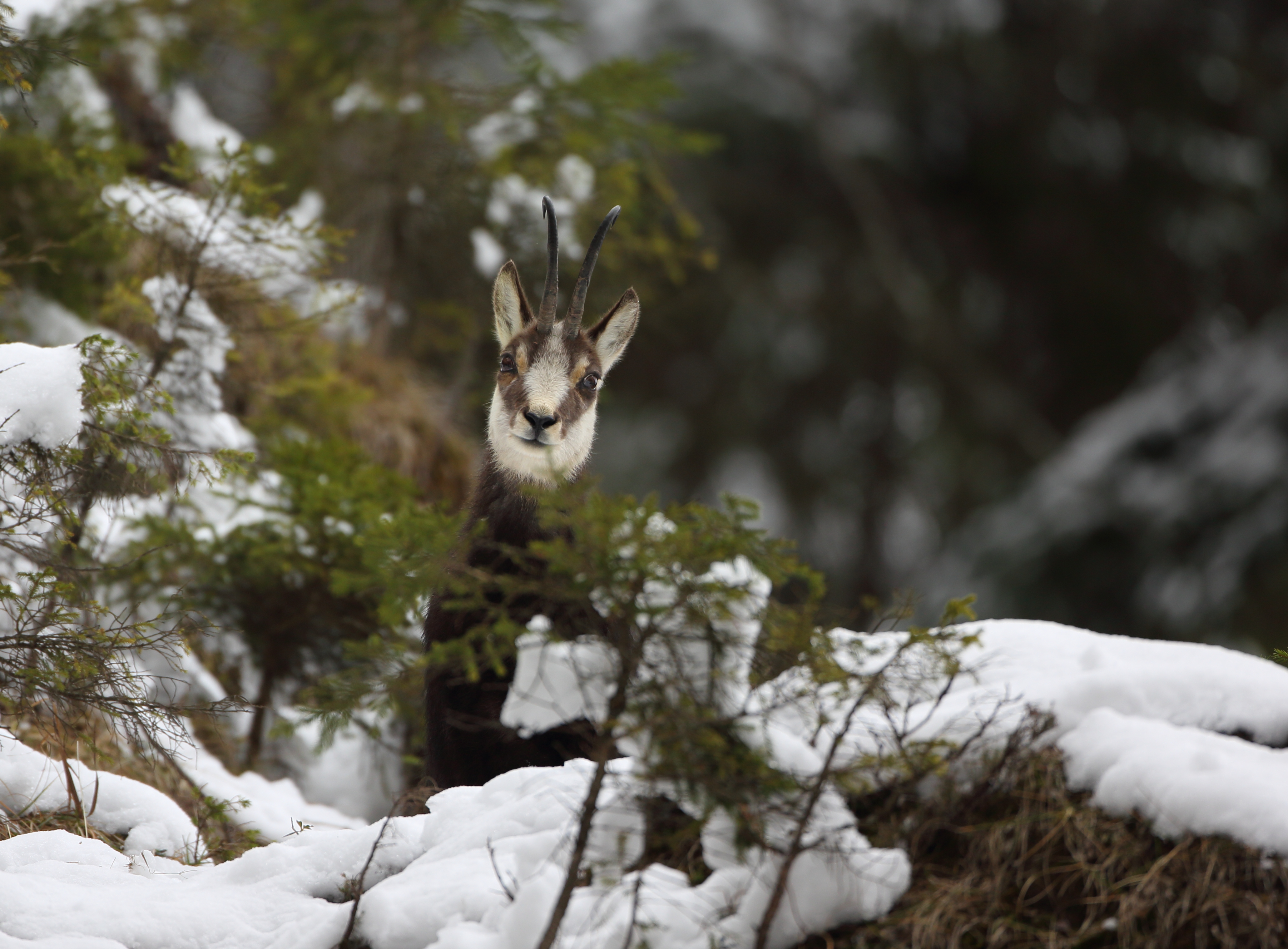 Gams im Gebirge