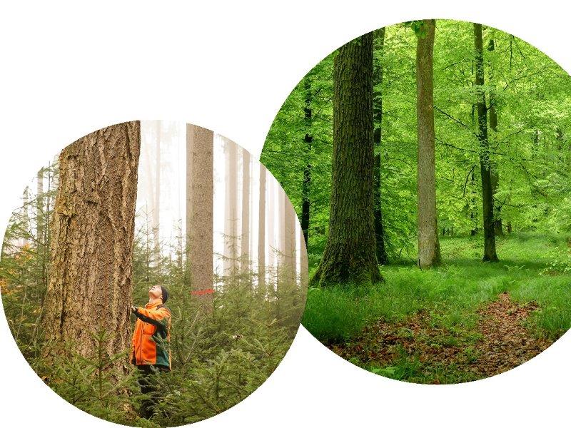 card Aus Wald wchst Zukunft IMG 0057 1 3 1