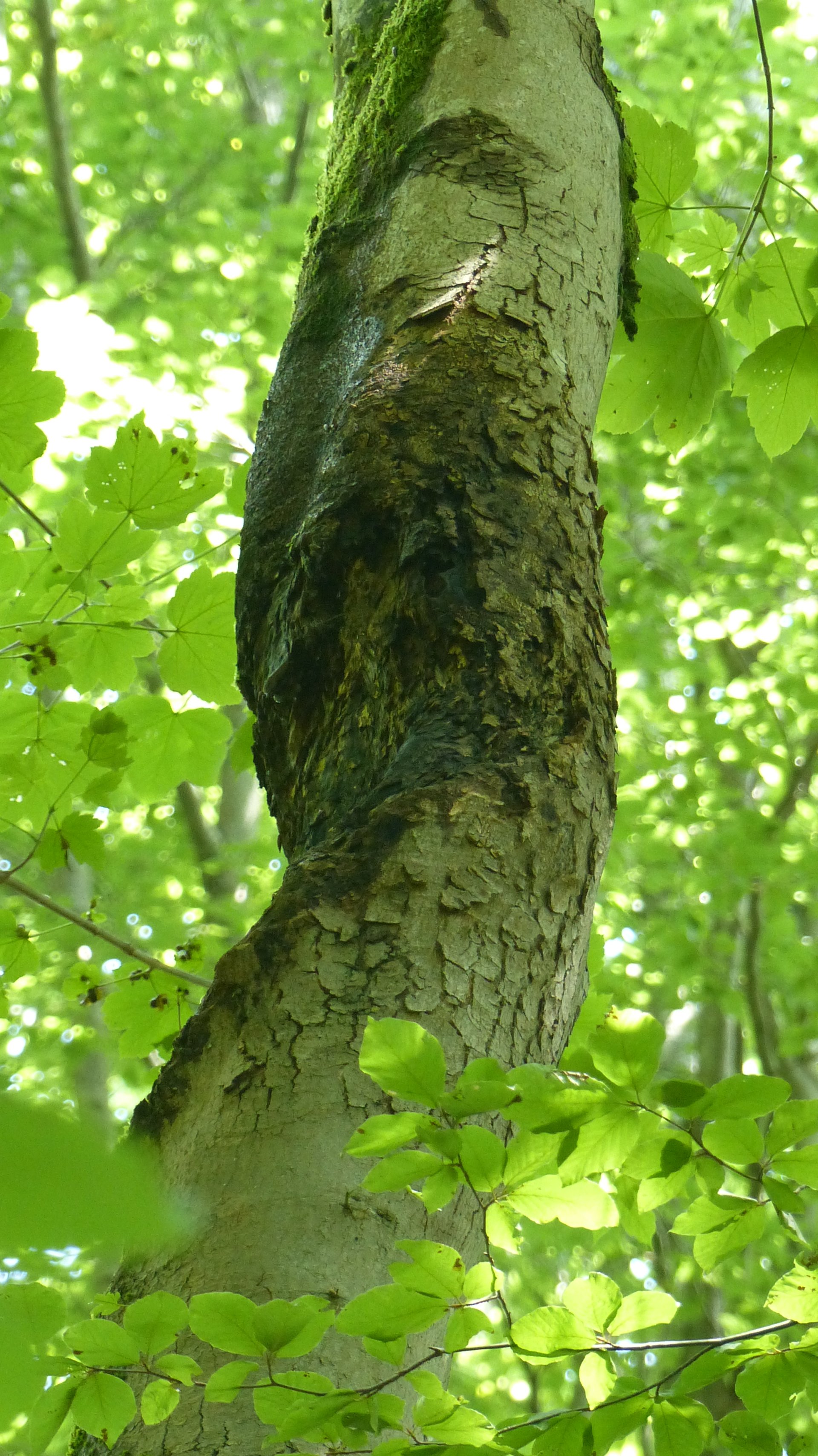 Ahorn Stammkrebs NBurgdorf