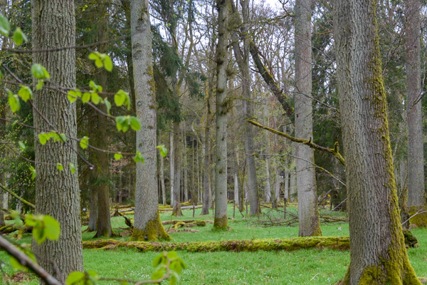 Eichen-Naturwaldreservat, Foto: Markus Blaschke, LWF
