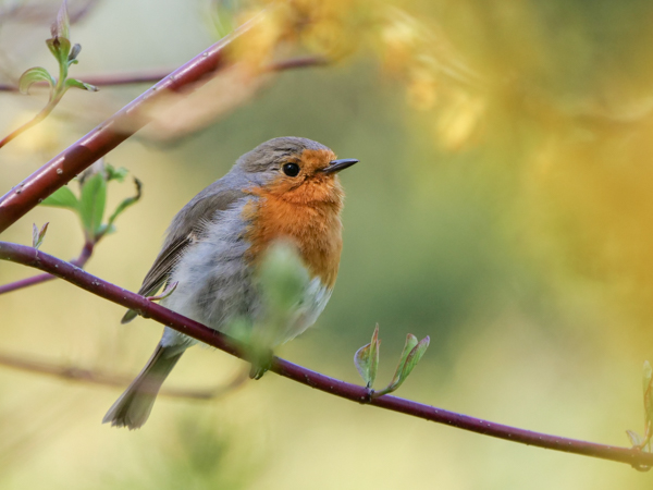 Das Rotkehlchen ist Vogel des Jahres 2021 und einer der „Wilden 13“ Vogelarten, die jeder lernen kann. Foto: Christoph Josten
