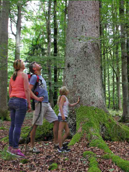 Methusalem Wanderweg der Gmd. Steinfeld. Foto: M. Volkmann-Gebharadt Methusalem Wanderweg der Gmd. Steinfeld. Foto: M. Volkmann-Gebharadt