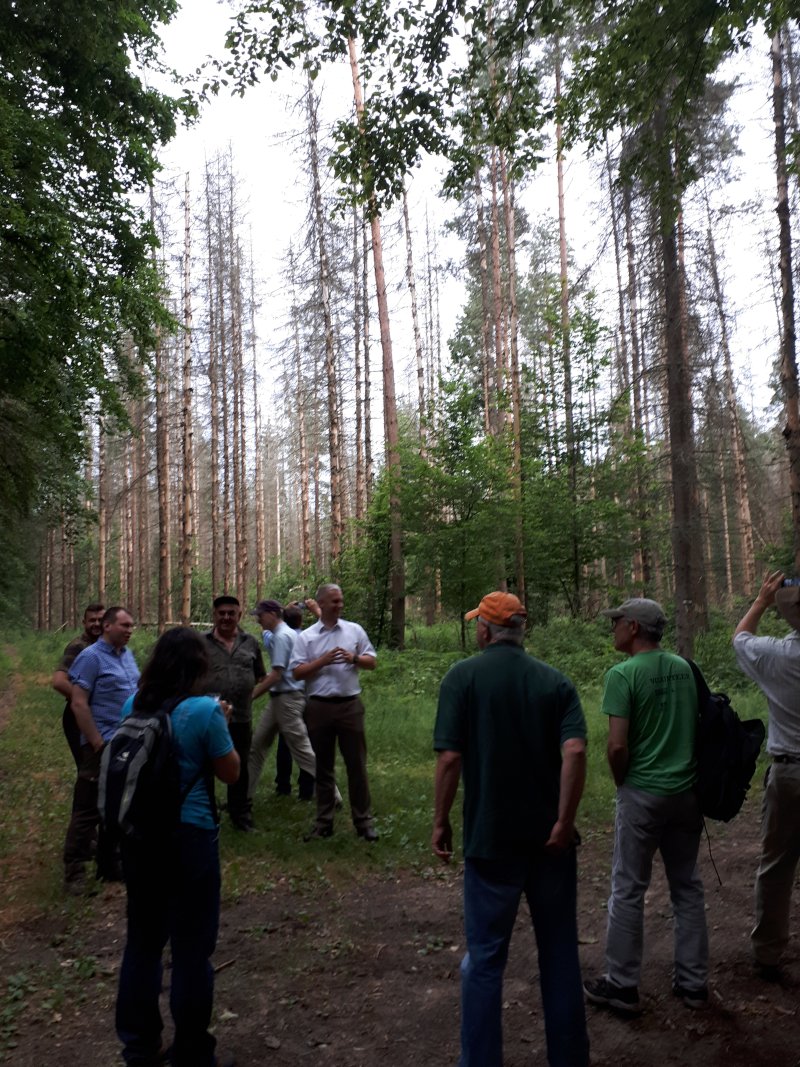 Vom Borkenkäfer befallene Bestandspartien im bewirtschafteten Teil den Waldes in Białowieża. Foto: Enno Uhl, TUM
