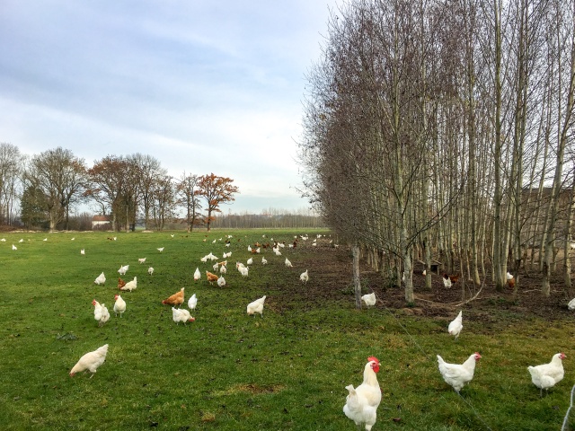Beispiel für ein Agroforstsystem mit schnellwachsenden Gehölzstreifen auf dem Biolandhof Braun bei Freising. Foto: A. Winterling, LfL