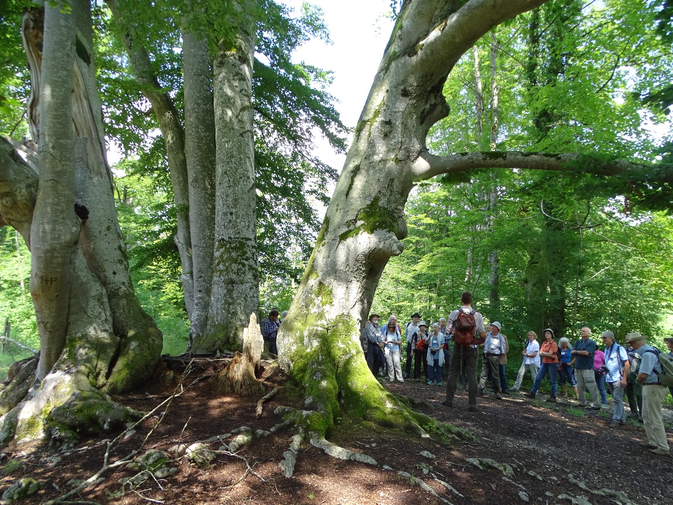 Forstingenieur Niels Ondraschek erläutert das in Bernried entwickelt Konzept zur ökologischen Baumpflege an Hand einer von Oberhofgärtner Carl Effner gepflanzten Rotbuchengruppe. Foto: HSWT Forstingenieur Niels Ondraschek erläutert das in Bernried entwickelt Konzept zur ökologischen Baumpflege an Hand einer von Oberhofgärtner Carl Effner gepflanzten Rotbuchengruppe. Foto: HSWT