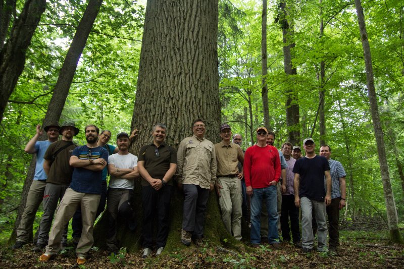 Eine Stieleiche mit 1,80 m Durchmesser im Totalreservat von Białowieża. Foto: Marek Sławski, SGGW
