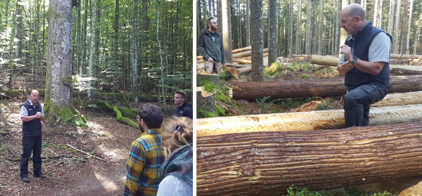 Links das Naturwaldreservat Mittelsteighütte mit seinem beeindruckenden Urwaldcharakter. Rechts eine Fläche in der Pufferzone mit Stammentrindeten Fichten durch debarking head und Eder-Streifgerät.