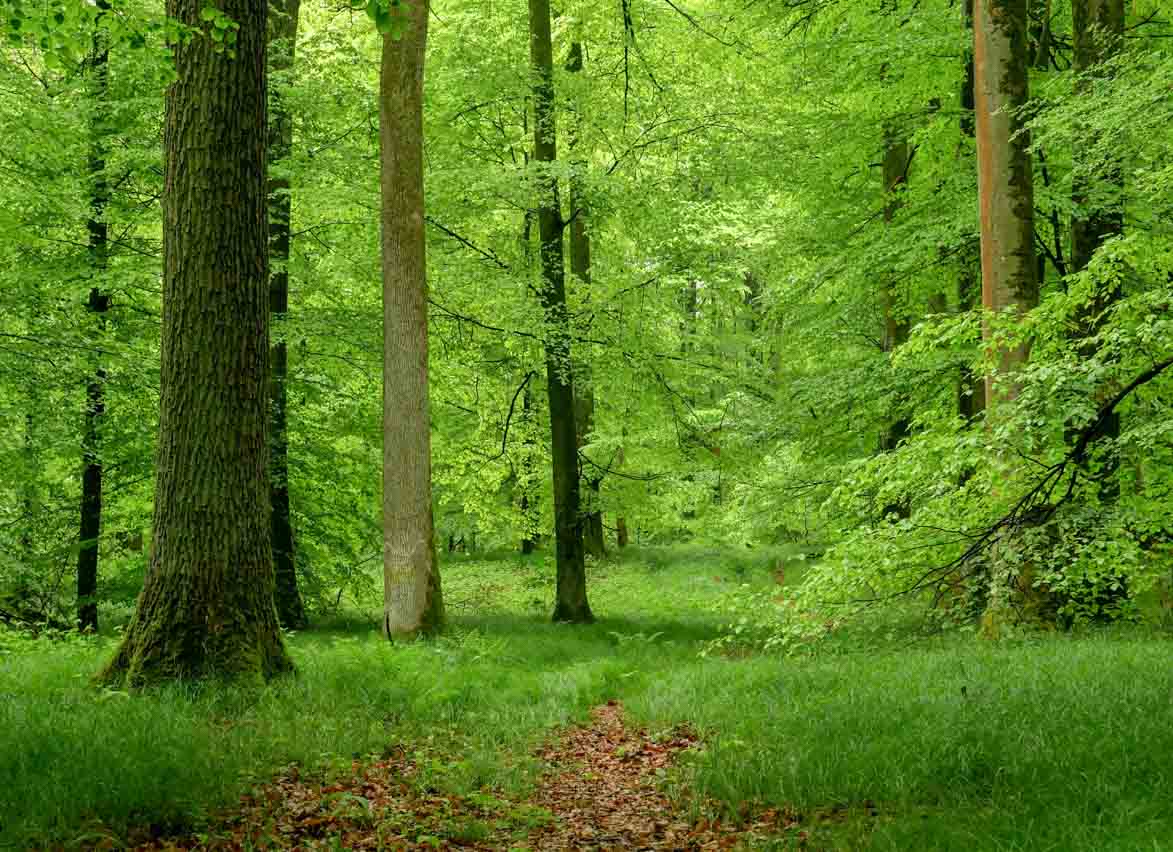 Laubholz aus Mischwäldern wie hier im Bild wird in Zukunft vermehrt auf dem Holzmarkt zu erwarten sein. Das Projekt LauBiOeK hat zum Ziel alternative Nutzungsmöglichkeiten für die zukünftige Laubholznutzung zu vergleichen und Handlungsmöglichkeiten aufzuzeigen. Foto: C. Josten