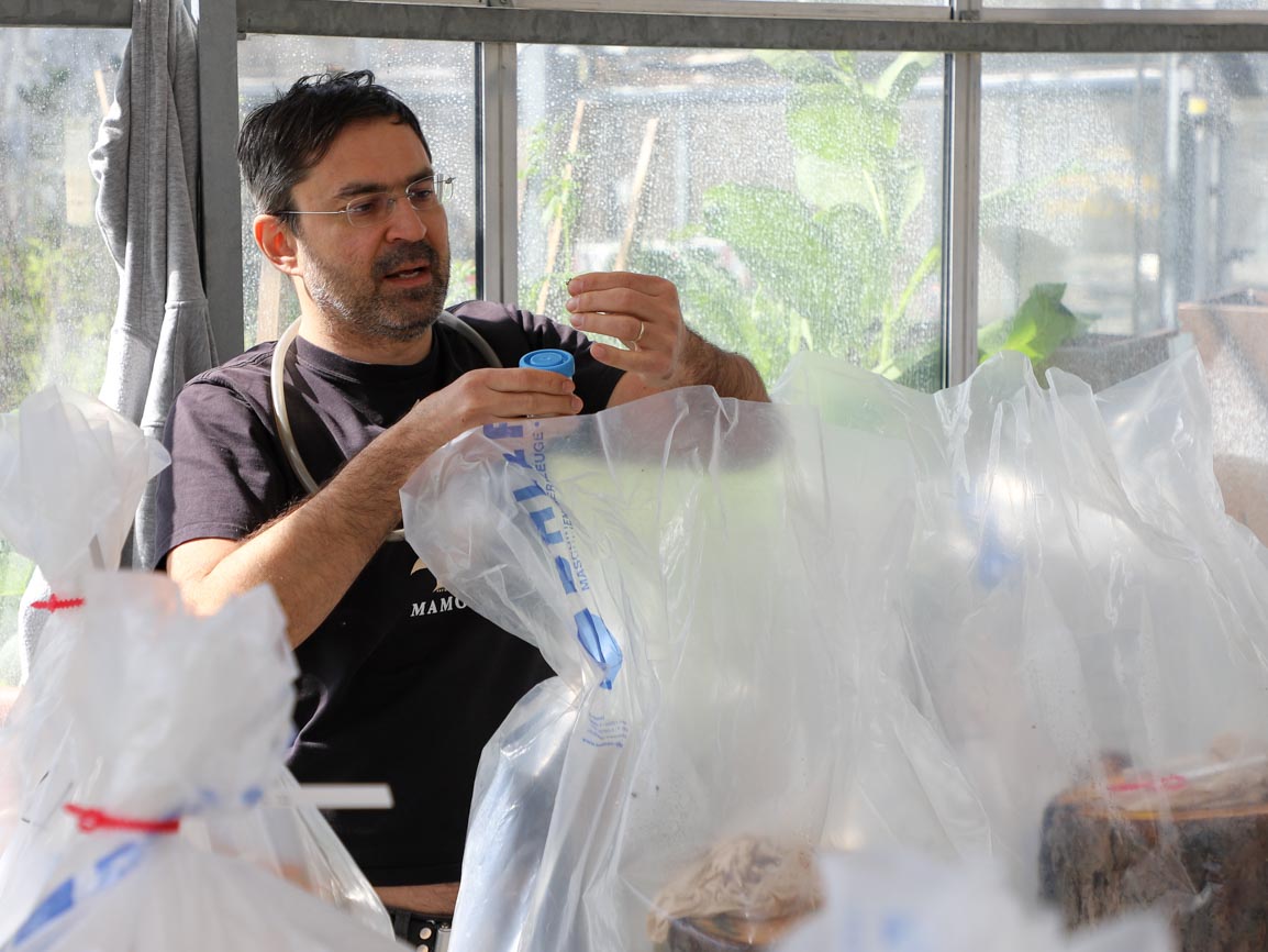 Dr. Tomás Lackner, HSWT, lüftet die Holzstücke und sammelt die frisch geschlüpften Insekten ein. Foto: C. Josten, ZWFH