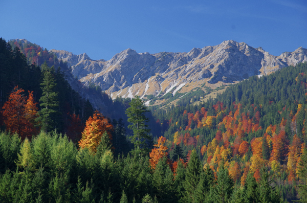 Herbststimmung im Allgäuer Bergwald; Foto: B. Mittermeier