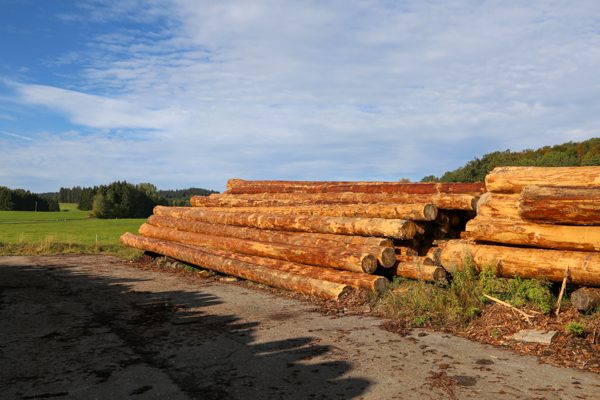 Gelagertes Rundholz eines Sägewerkes im Allgäu; Foto: M. Briechle