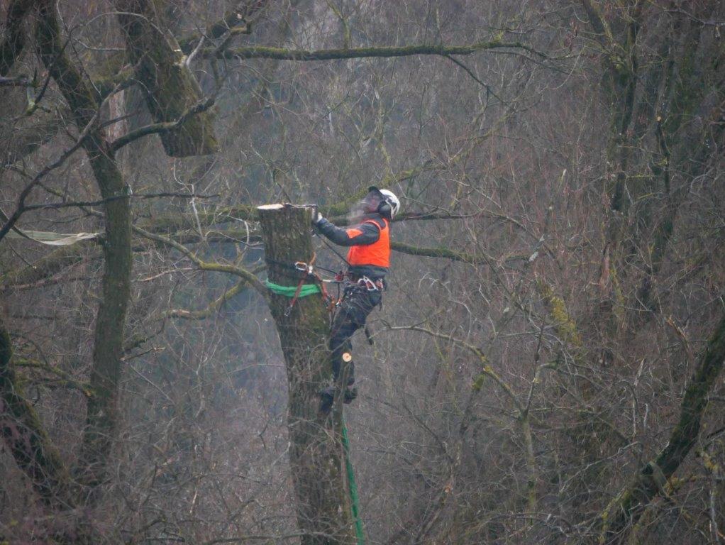 07 210201 Heli Logging C. Josten ZWFH 17