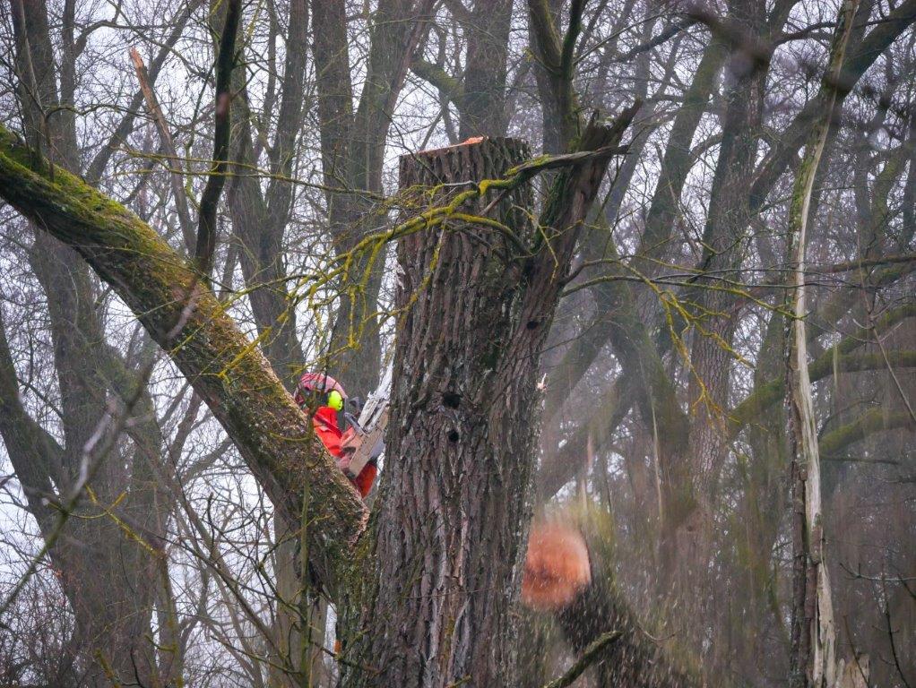 17 210201 Heli Logging C. Josten ZWFH 44