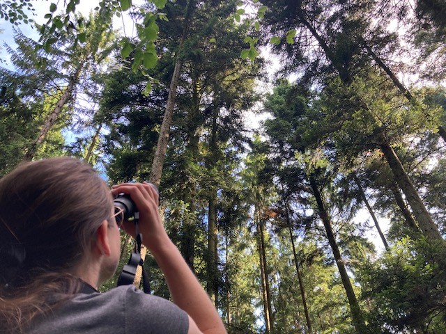 Erst der Blick durchs Fernglas gibt Aufschluss über feine Unterschiede von Kronenschädigungen. Der Nadel-/Blattverlust wird dann in 5 %-Schritten angesprochen. Foto: C. Josten, ZWFH