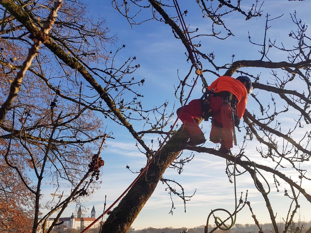 Ab dem Wintersemester 2023 kann in Freising an der HSWT "Arboristik und urbanes Waldmanagement" studiert werden. Foto: S. Schwanenhorst