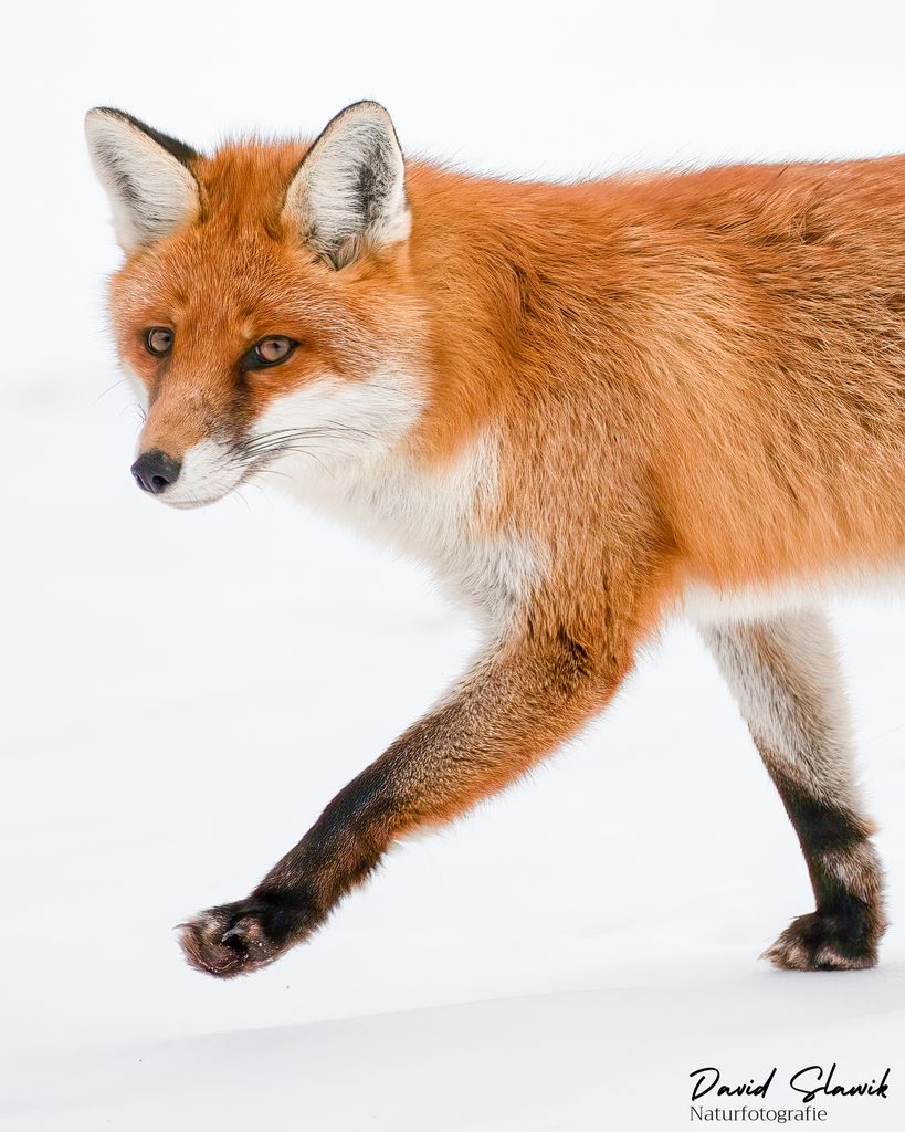 Fuchs Portrait 1 web